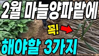 2월 마늘양파밭에 해야할 3가지! 벌레와 병없이 2배 더 수확!