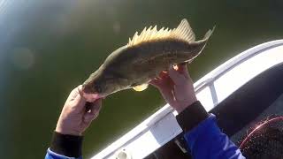 preview picture of video 'LAKE Hume yella fishing ( golden perch , yellabelly )'