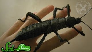 Why Aren't There Giant Insects?