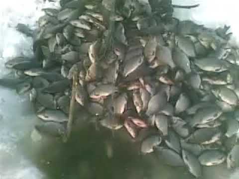 Нахрена нам столько рыбы???