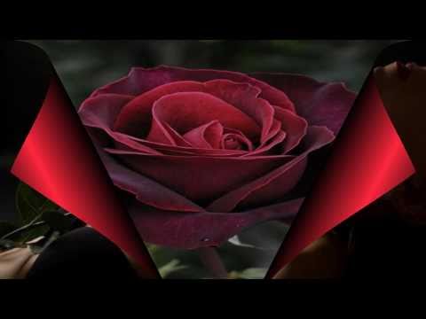 Gazde - Ružo moja crvena