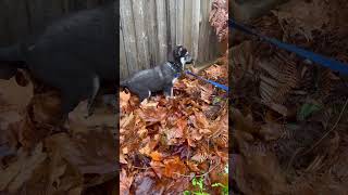 Video preview image #1 Mutt Puppy For Sale in Bellevue, WA, USA