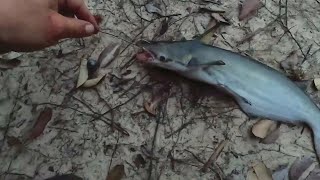 PEIXE PALMITO PARA ALIMENTO E DIA DE PESCA NA ILHA. 