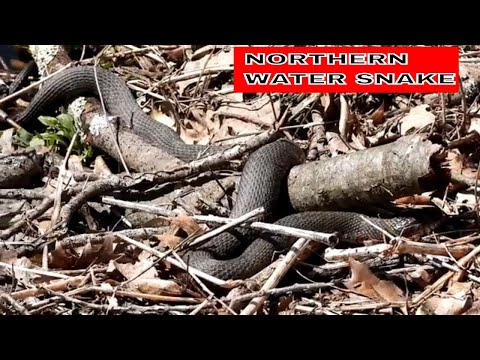 1st Northern Water Snake 2020 ~ Blackstone Canal ~ River Bend Farm ~ Uxbridge Massachusetts