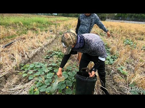 EP499-Part1 - Pagdilig ng Melon kasama ang Team Harabas