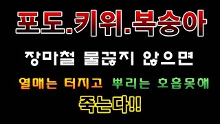 [텃밭농부.679]  포도. 키위. 복숭아나무에 장마철 물끊기. #포도재배 #키위재배#