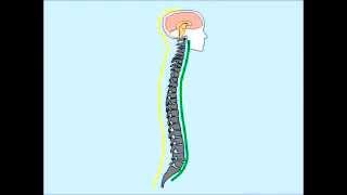 preview picture of video 'Headache, Neck and Back Pain: Free Screening in Tigard, OR'