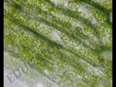 Ruch rotacyjny cytoplazmy u moczarki kanadyjskiej (Elodea canadensis)