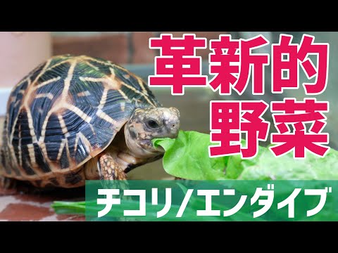 すぐに食べられるアンディーブ