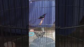 Download lagu King konin super gacor mp3