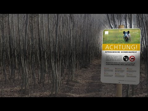 VetmedTalk: Afrikanische Schweinepest | 21.04.2021