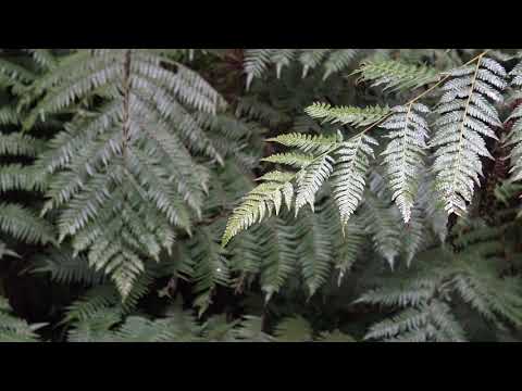 13 Cyathea Forest ヘゴ自生群落