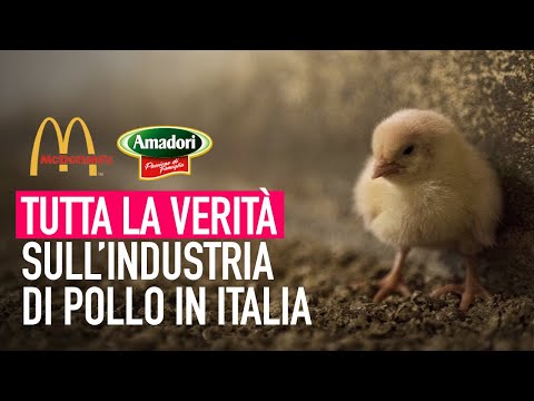 , title : 'Da Amadori a McDonald’s: tutta la verità sull’industria di pollo in Italia'