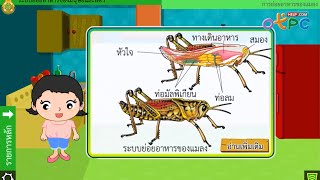 สื่อการเรียนการสอน ระบบย่อยอาหารของมนุษย์และสัตว์ ม.2 วิทยาศาสตร์