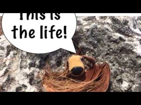 Reggae Puppy vacation to paradise!