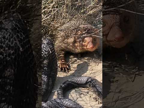 Mongoose got tired after lethal fight with Black Cobra Snake 🐍
