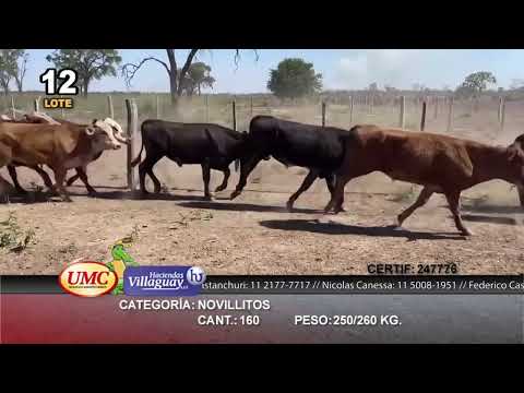 Lote 160 Novillitos en Pto. Eva Perón, Chaco