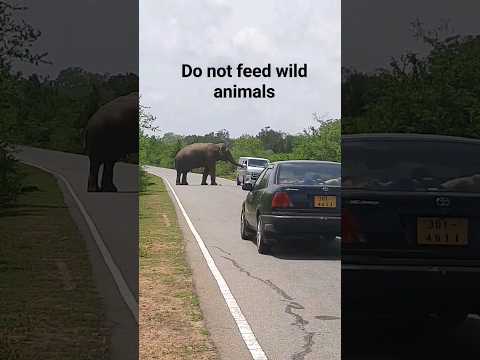 Do not feed wild animals#shorts