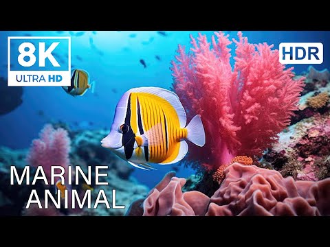 UNDERWATER PARADISE 8K HDR – Marine Life and Ocean Animals