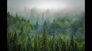 Download lagu Merdunya Alunan Instrumen Sape Dayak Melepaskan Lelah mp3