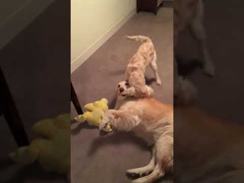 Dogs vs a yellow stuffed duck