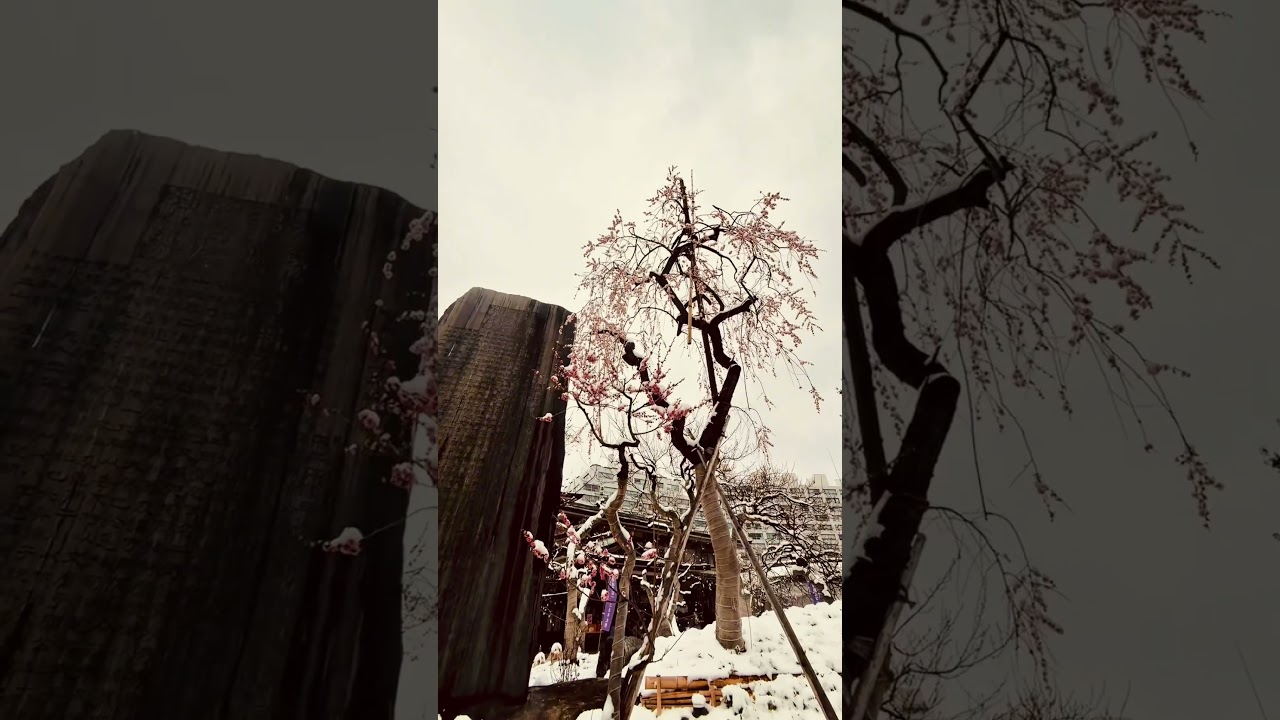 【湯島天満宮】雪と梅のコントラスト