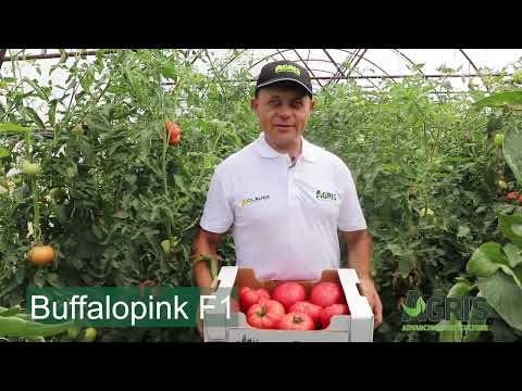 Buffalopink F1 - Cultura de tomate roz în jud. Giurgiu, loc. Gostinari, la domnul State Constantin
