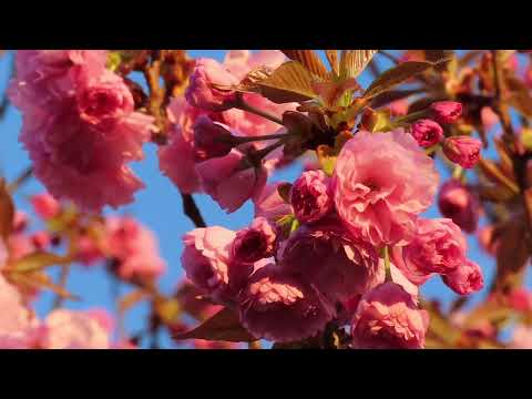 Northern Cardinal and flowers!
