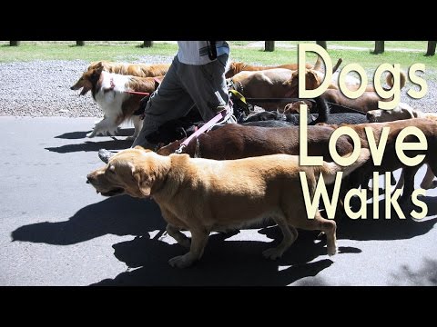 Dogs Reactions to the Word Walk