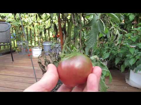 , title : 'Great Container Tomatoes: The 'Black Krim' Heirloom - The Rusted Garden 2013'