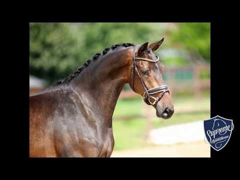 2016 Oldenburg Mare by Le Vivaldi