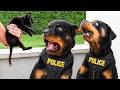 When Police Dogs Forget Their Job ‍ ️