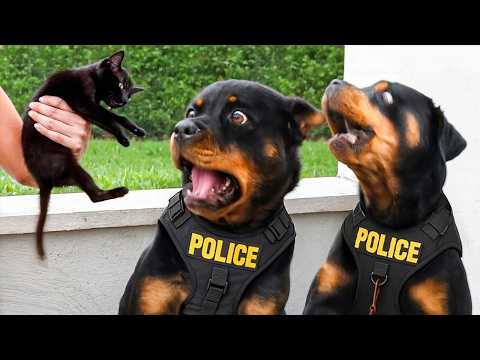 When Police Dogs Forget Their Job 🐕👮‍♀️