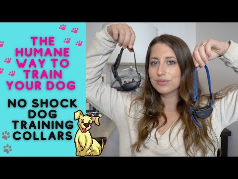 YouTube video about: Are vibrating collars safe for dogs?