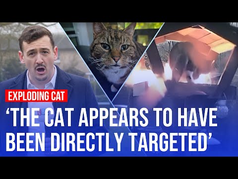 Cat terrorised with remote explosives in sleepy English village | LBC investigation