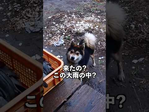 「The Power of the Dog」のダブル賞品