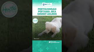 Cegah Rabies, Inilah Pertolongan Pertama bila Digigit Anjing, Cuci Luka Gigitan Pakai Sabun