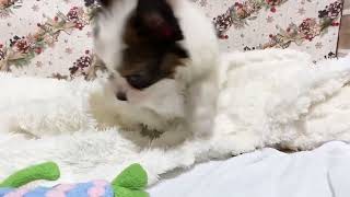 パピヨンの動画01