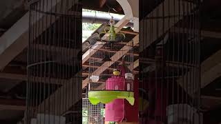 Download lagu Kicau Burung Kepodang Siang Hari mp3