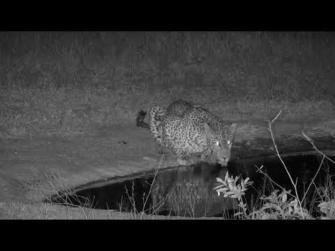 Djuma: Leopard=Molwati male drinks then saws as he walks away - 18:35 - 08/12/20