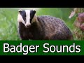 Badger Sounds & Pictures ~ The Scream Of a Badger. Learn the sound a Badger makes.