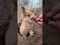 Conejito comiendo fresa 🍓