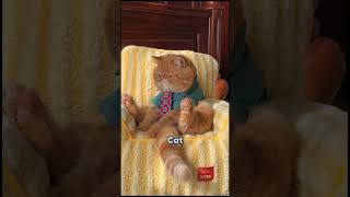 “The origin of Garfield”😺 #foryou #cat #funny