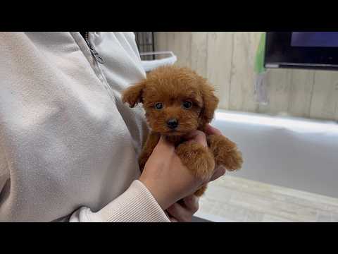 YouTube動画のサムネイル