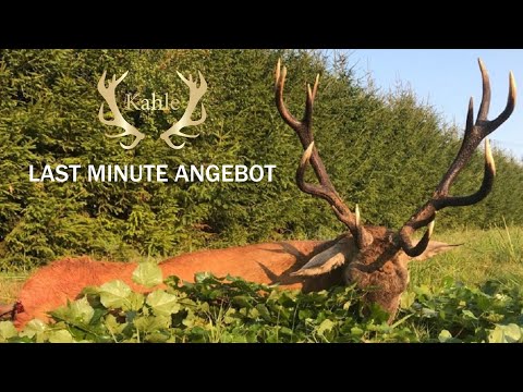 LAST MINUTE ANGEBOT! Hirschbrunft in Masuren