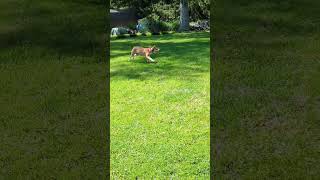 Video preview image #1 Mutt Puppy For Sale in Rootstown, OH, USA