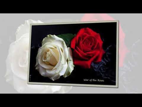 Đường xưa hoa giấy - Nam Vĩnh