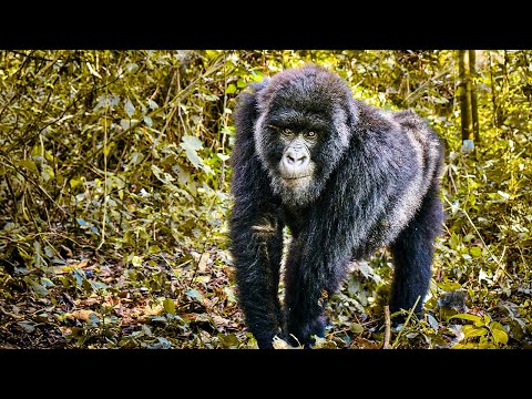 How a Man Earns Trust of a Wild Gorilla Family | Our World