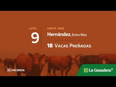 Lote Vacas preñadas en Hernandez