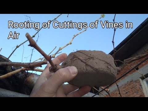 , title : 'Rootung of Cutting of  Vines in Air.  🍇 (QUICKEST METHOD OF AIR LAYERING) + SUB'